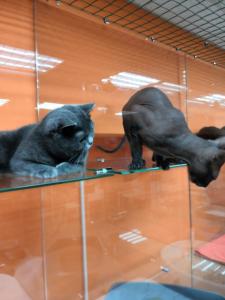 Фотография Cat Hotel Krasnodar 3