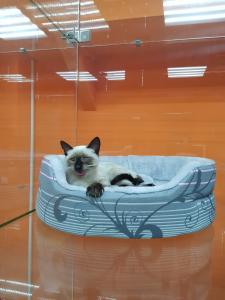 Фотография Cat Hotel Krasnodar 5