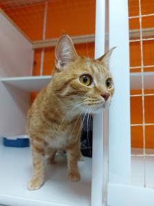 Фотография Cat Hotel Krasnodar 2