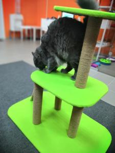 Фотография Cat Hotel Krasnodar 4
