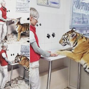 Фотография Ветеринарная клиника Багира 3