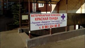 Фотография Красная Панда 1