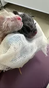 Фотография Ветеринарная амбулатория 3