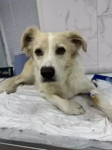 Фотография Ветеринарная клиника 0