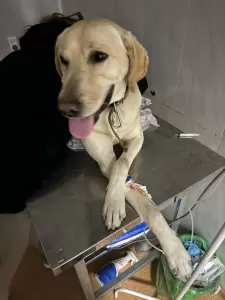 Фотография Ветеринарная клиника 1