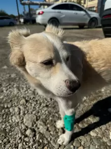 Фотография Ветеринарная клиника 2