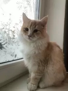 Фотография Шанс 1