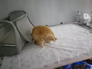 Фотография Ветеринарная клиника 5