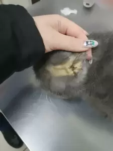 Фотография Шанс 2